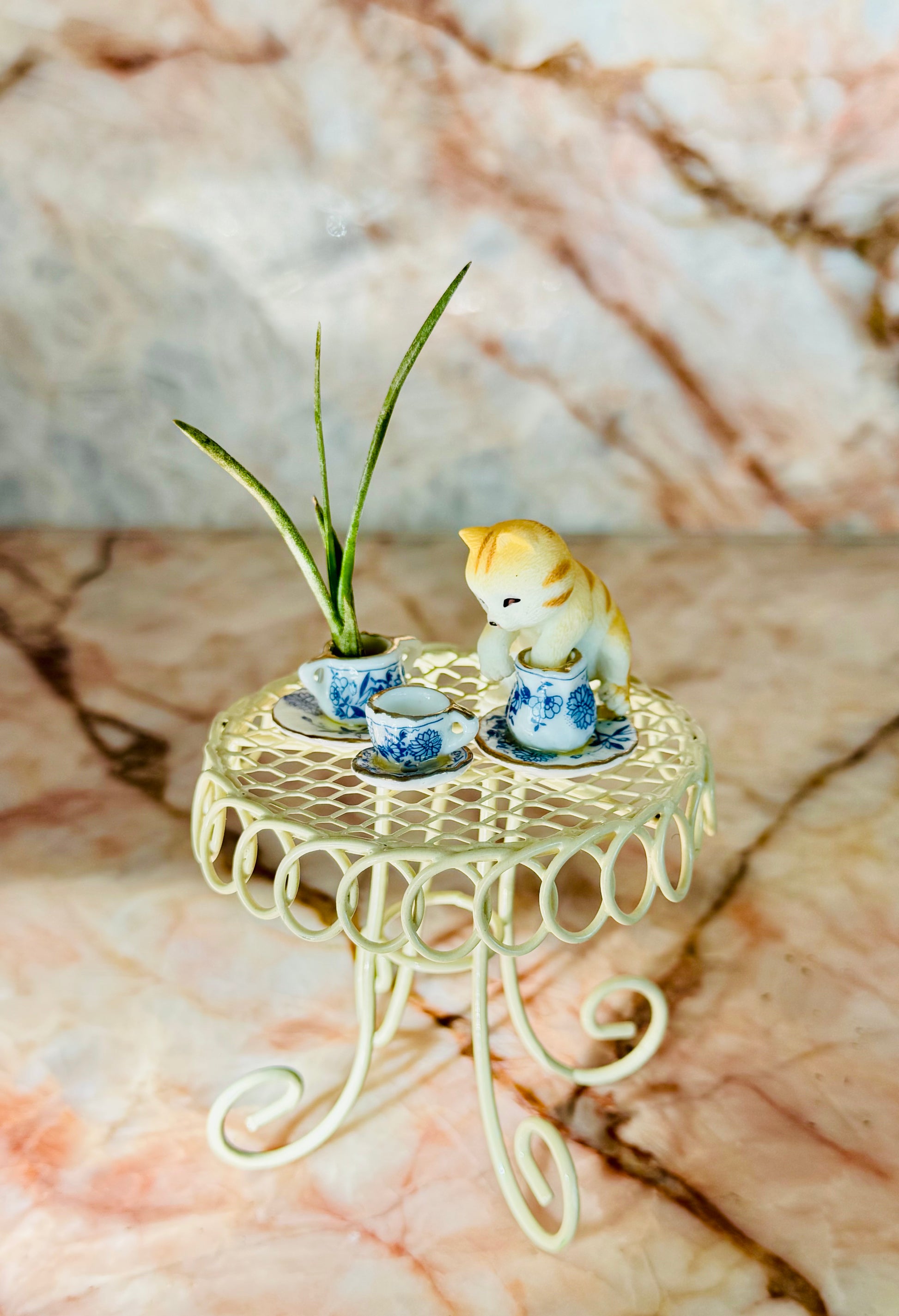 Air Plant Tea Party