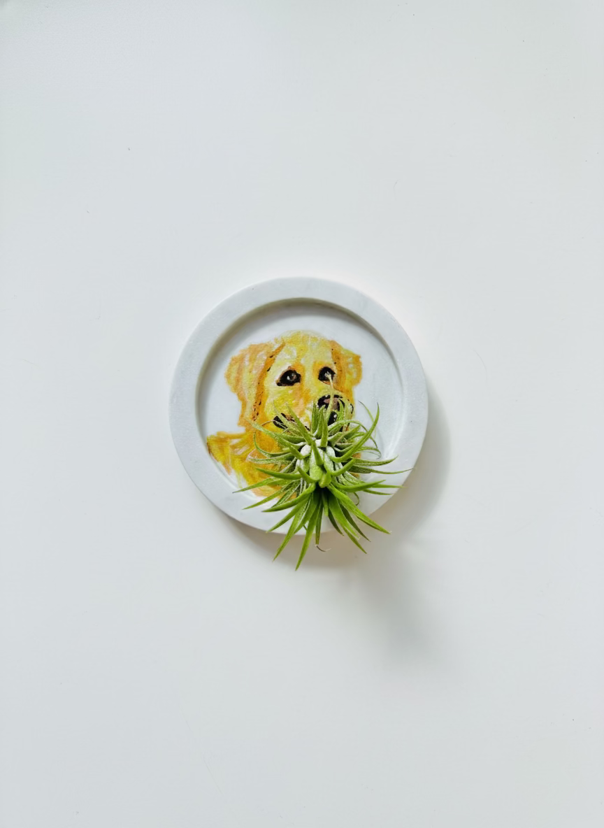 Air plant with Customised Painted Pet Marble Coaster