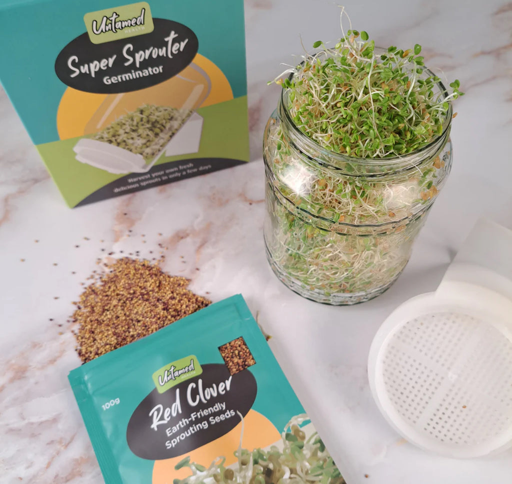 Graines de trèfle rouge germées (bio) 100 g 