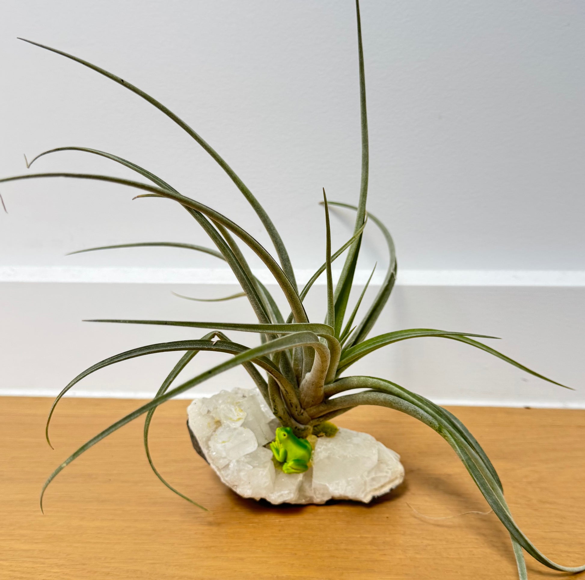 Grenouille avec plante respiratoire