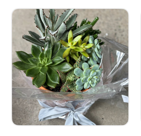 Large Succulent Plant arrangement