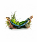 Sleeping Frog Air Plant Arrangement