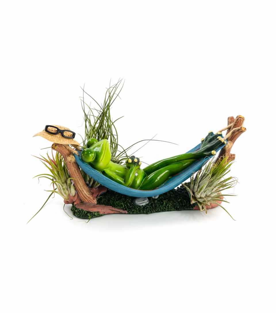 Sleeping Frog Air Plant Arrangement