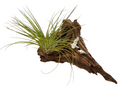 Air Plant Seagulls on Driftwood
