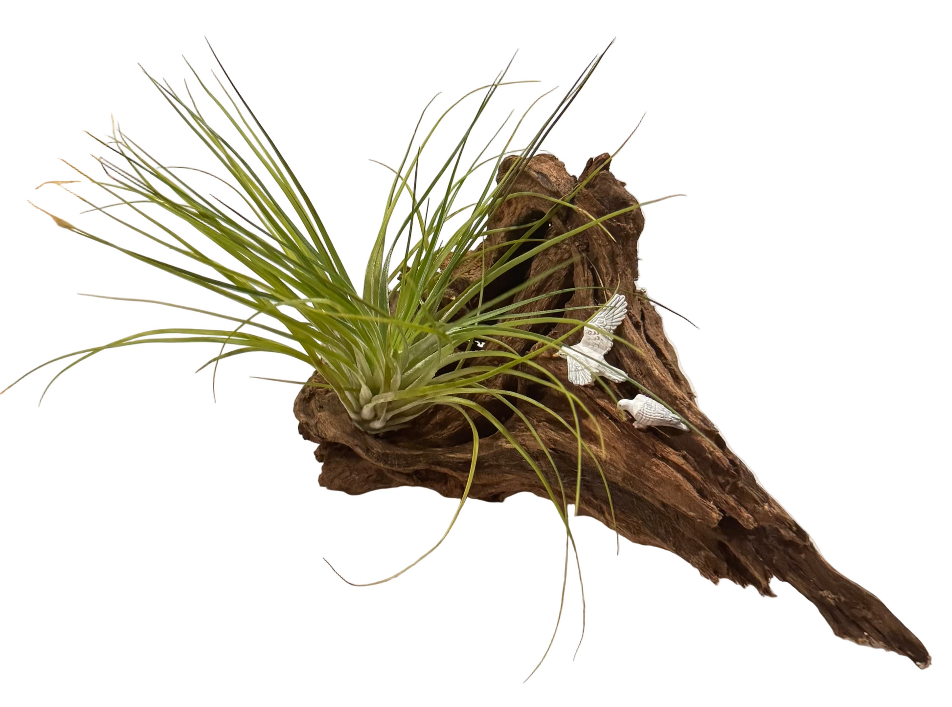 Air Plant Seagulls on Driftwood