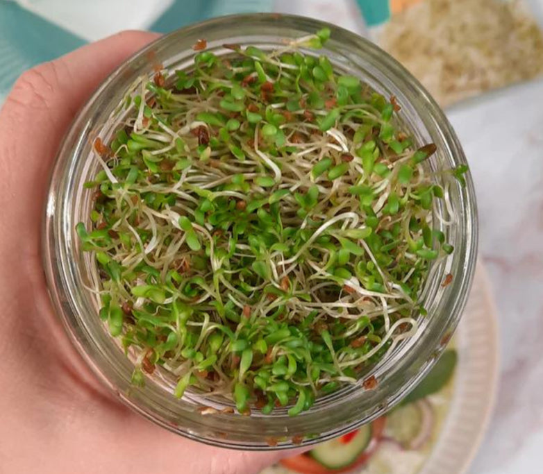 Sprout Germinator