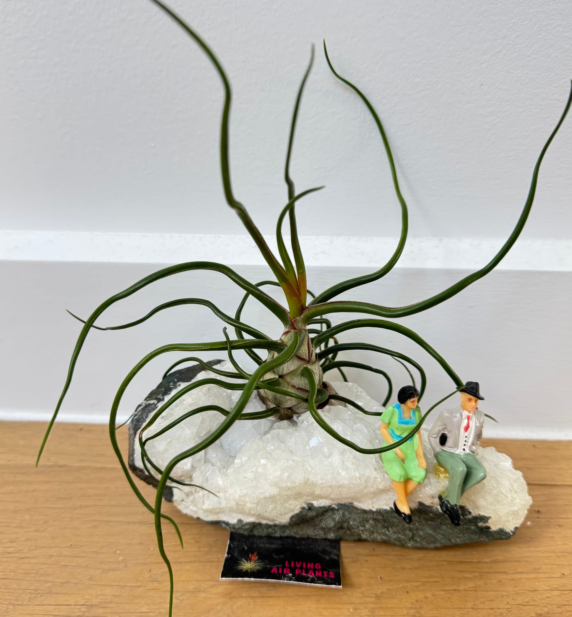 Couple with Air Breathing Plant