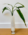 Lucky Plant in Glass Vase with Water Beads