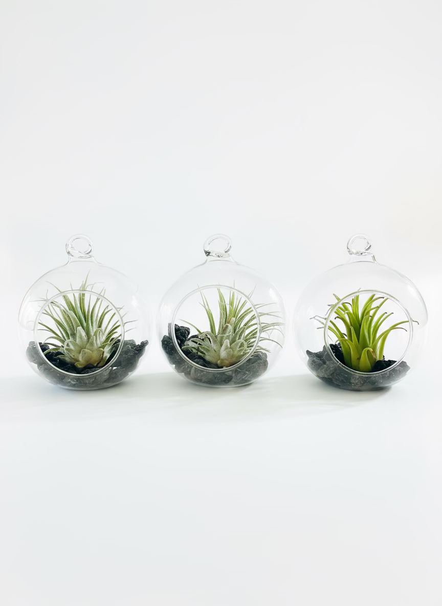 Air Plant Glass Bauble Diffuser