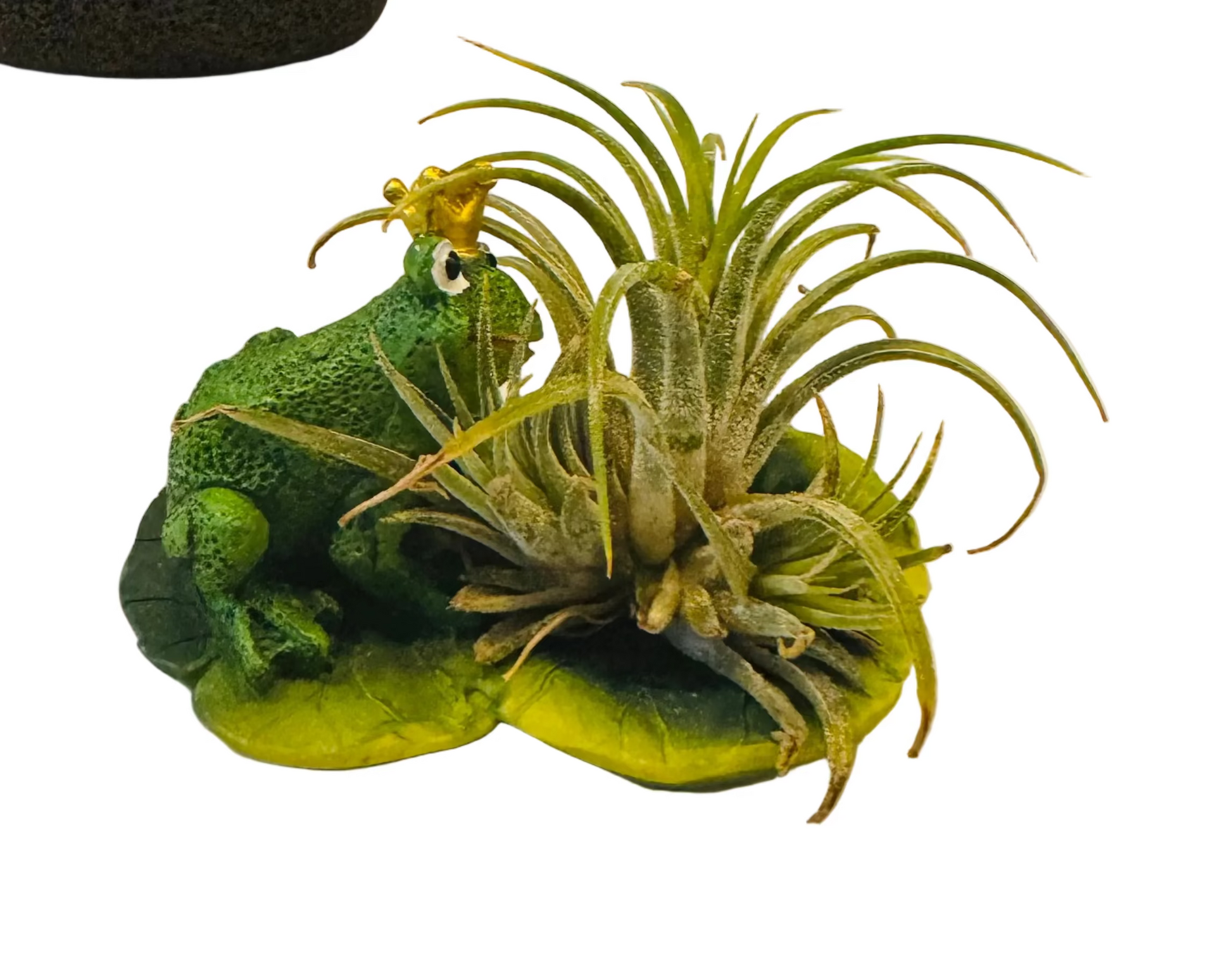 King Frog with Air Plant