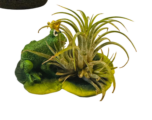 King Frog with Air Plant