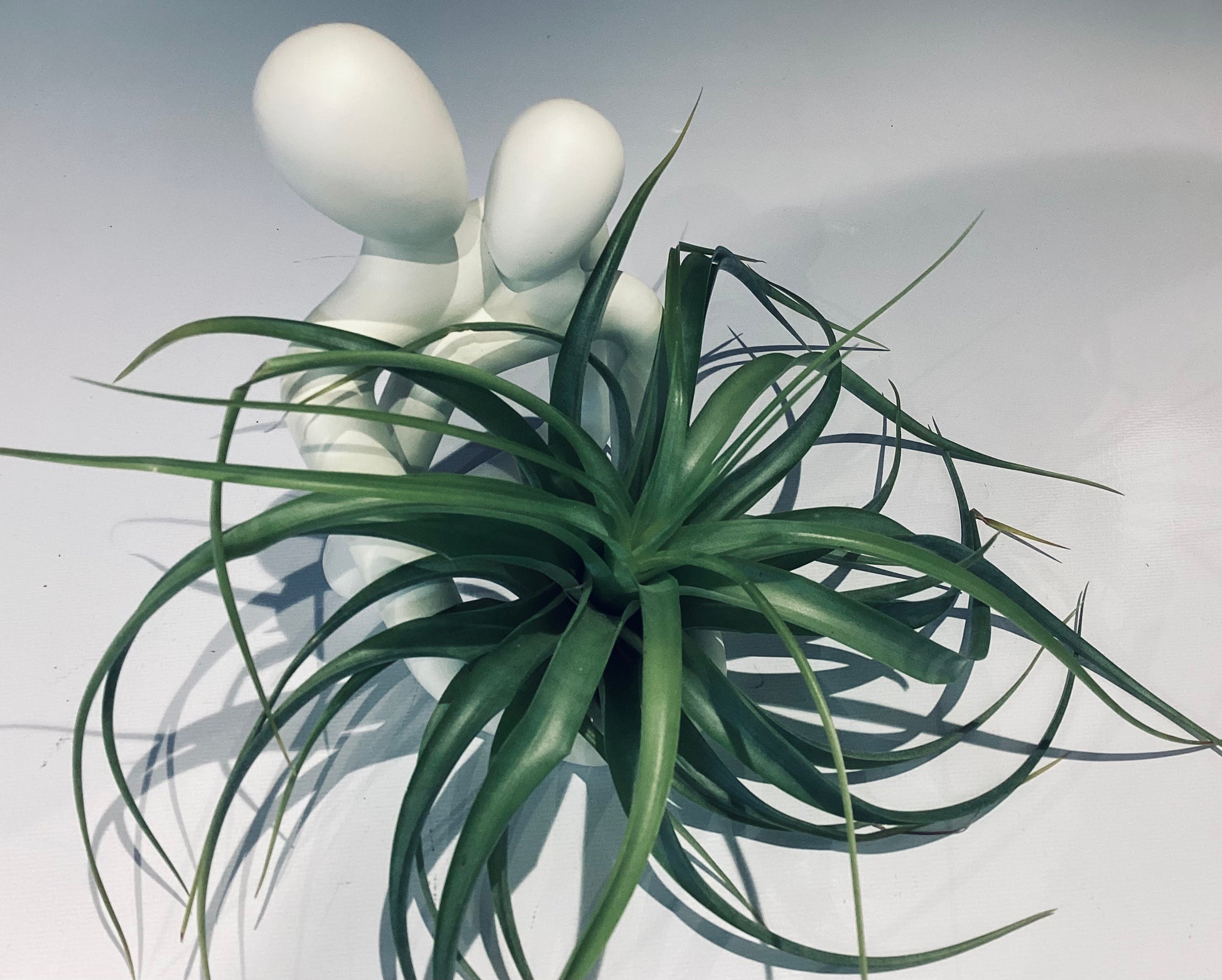 Couple Hugging Air Plant