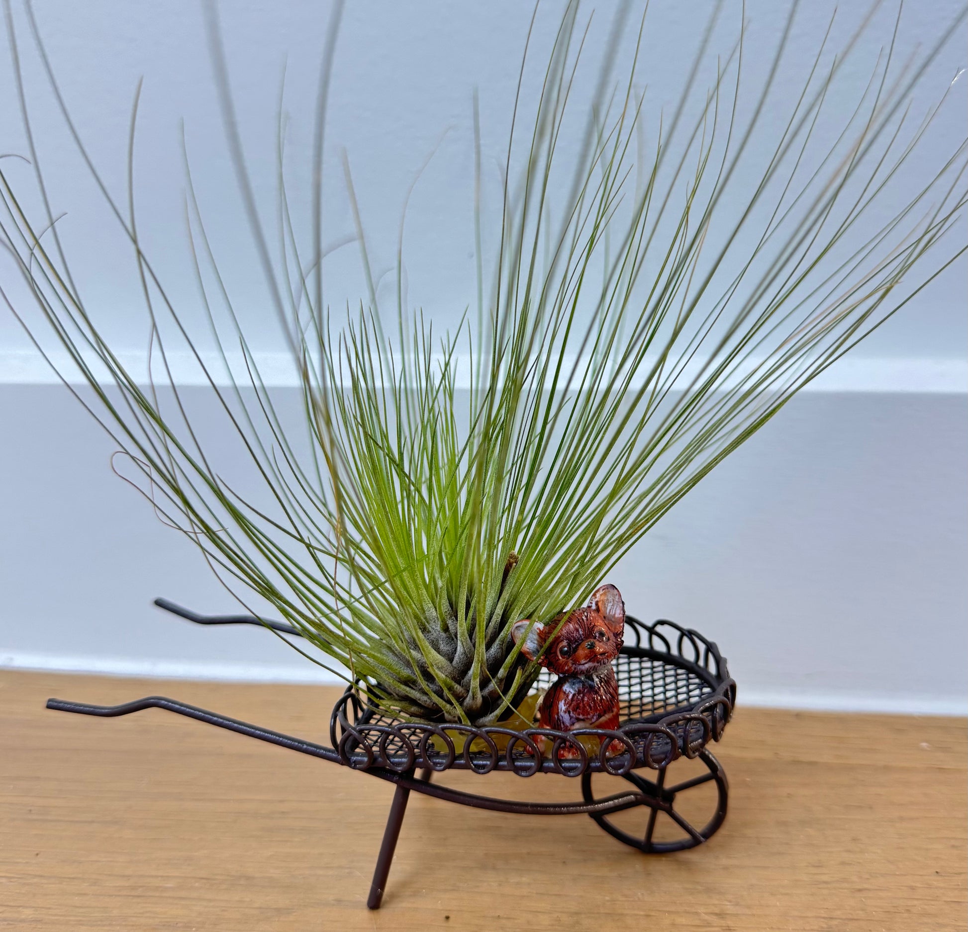 Chihuahua with Air Breathing Plant on Wheelbarrow