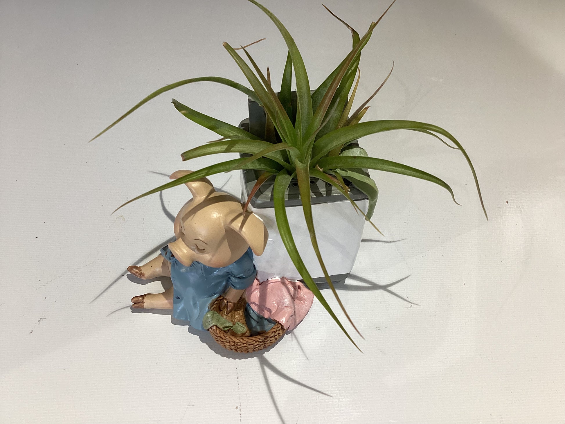 Pig doing Laundry Air Plant
