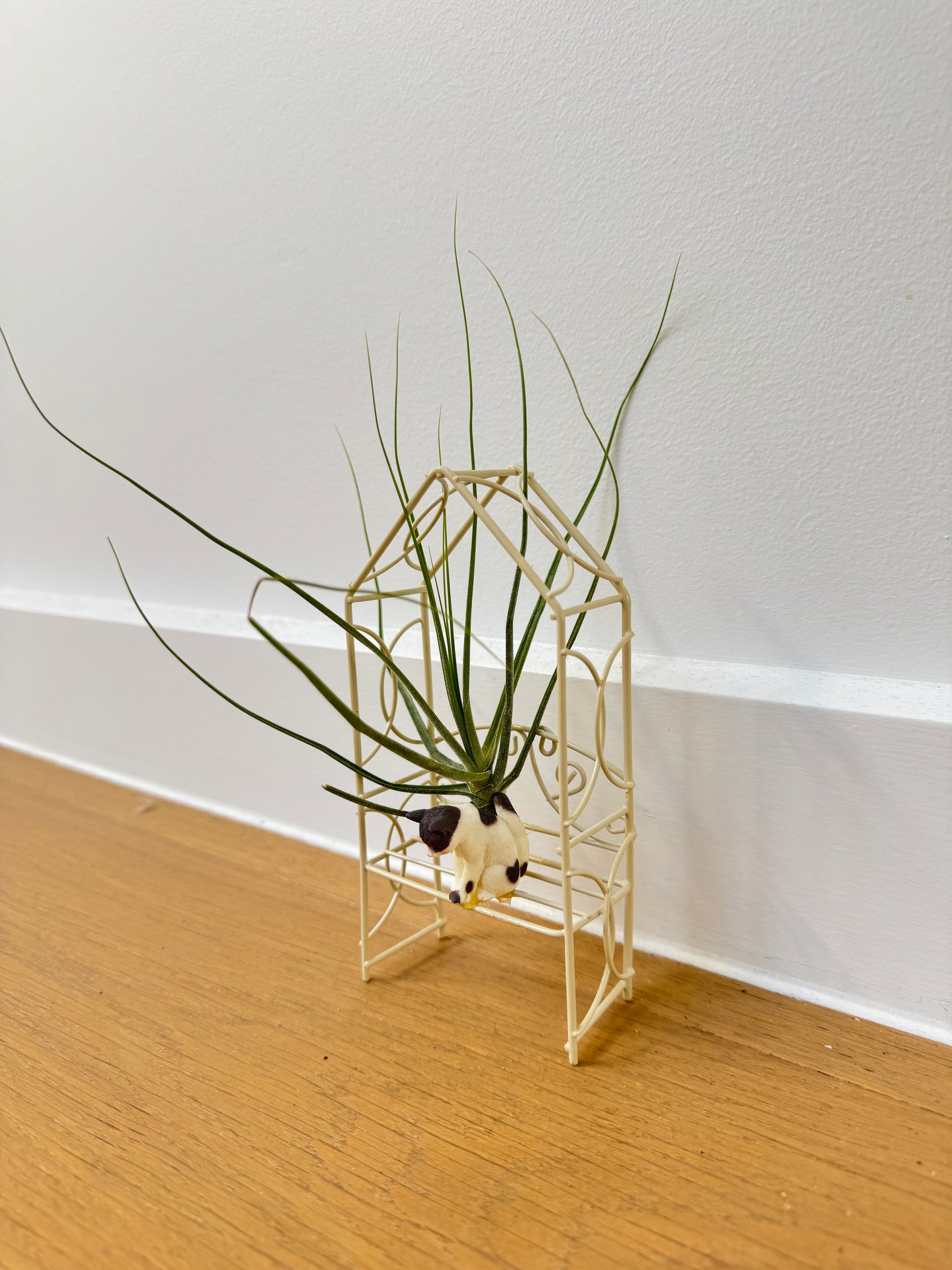 Cat and Air Breathing Plant on Bench