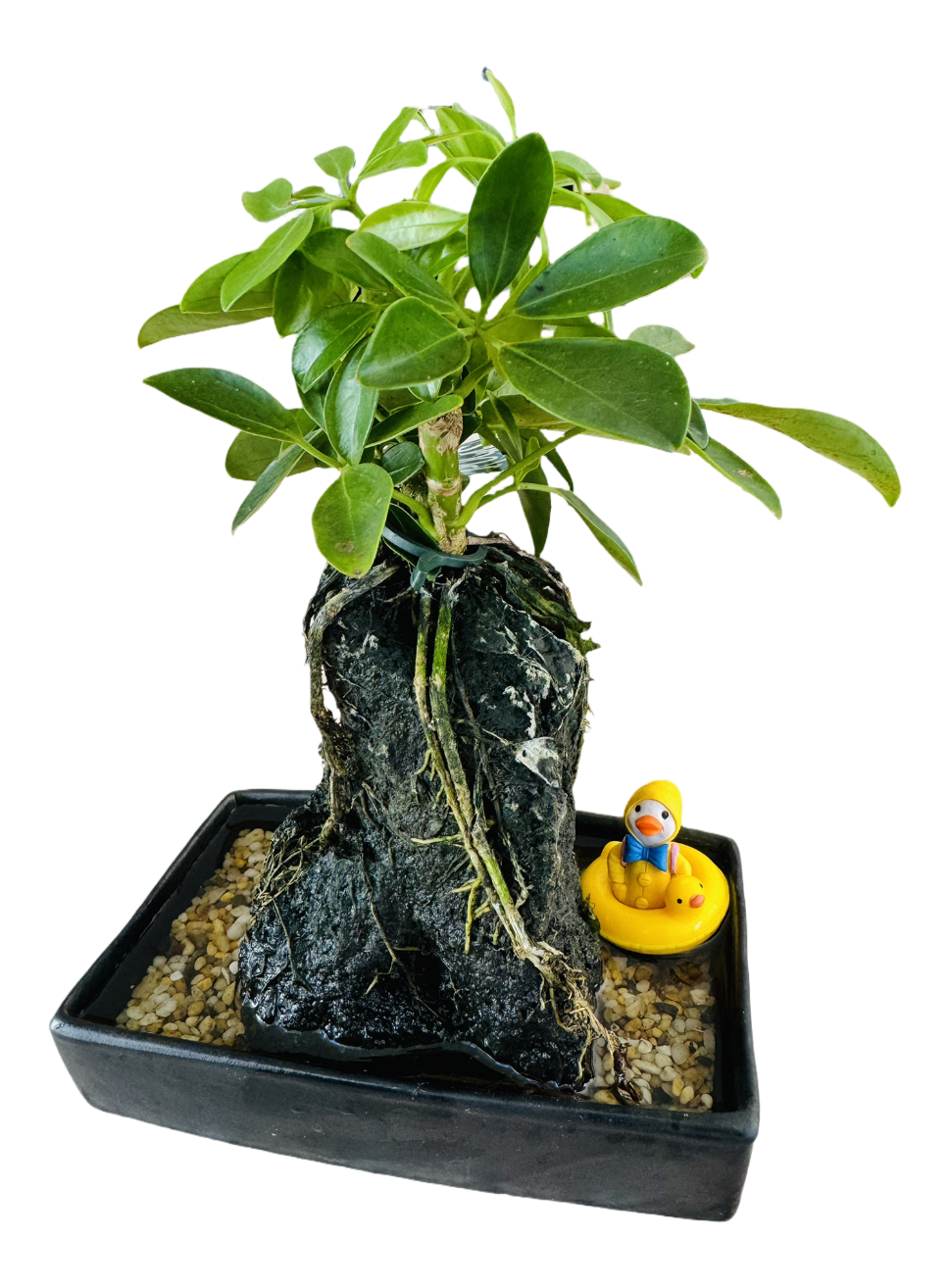 Life on the Rocks Plant with Funky duck