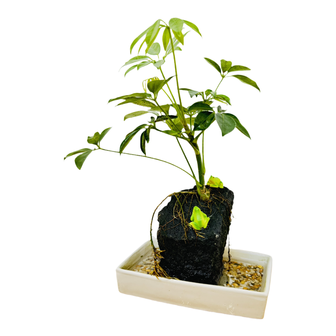 Water Rock Plant with Frogs