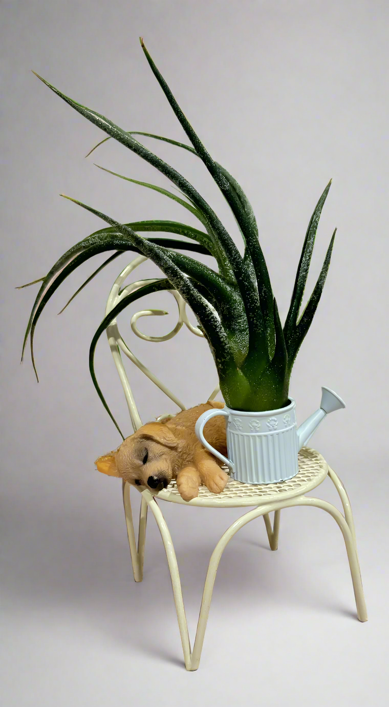 Sleeping Puppy Air Plant