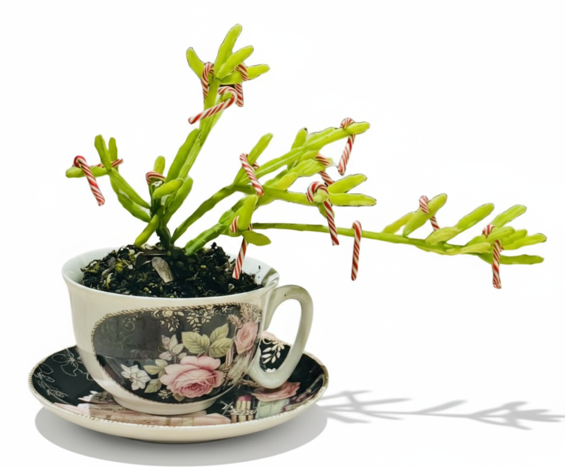Christmas Succulent Cup & Saucer