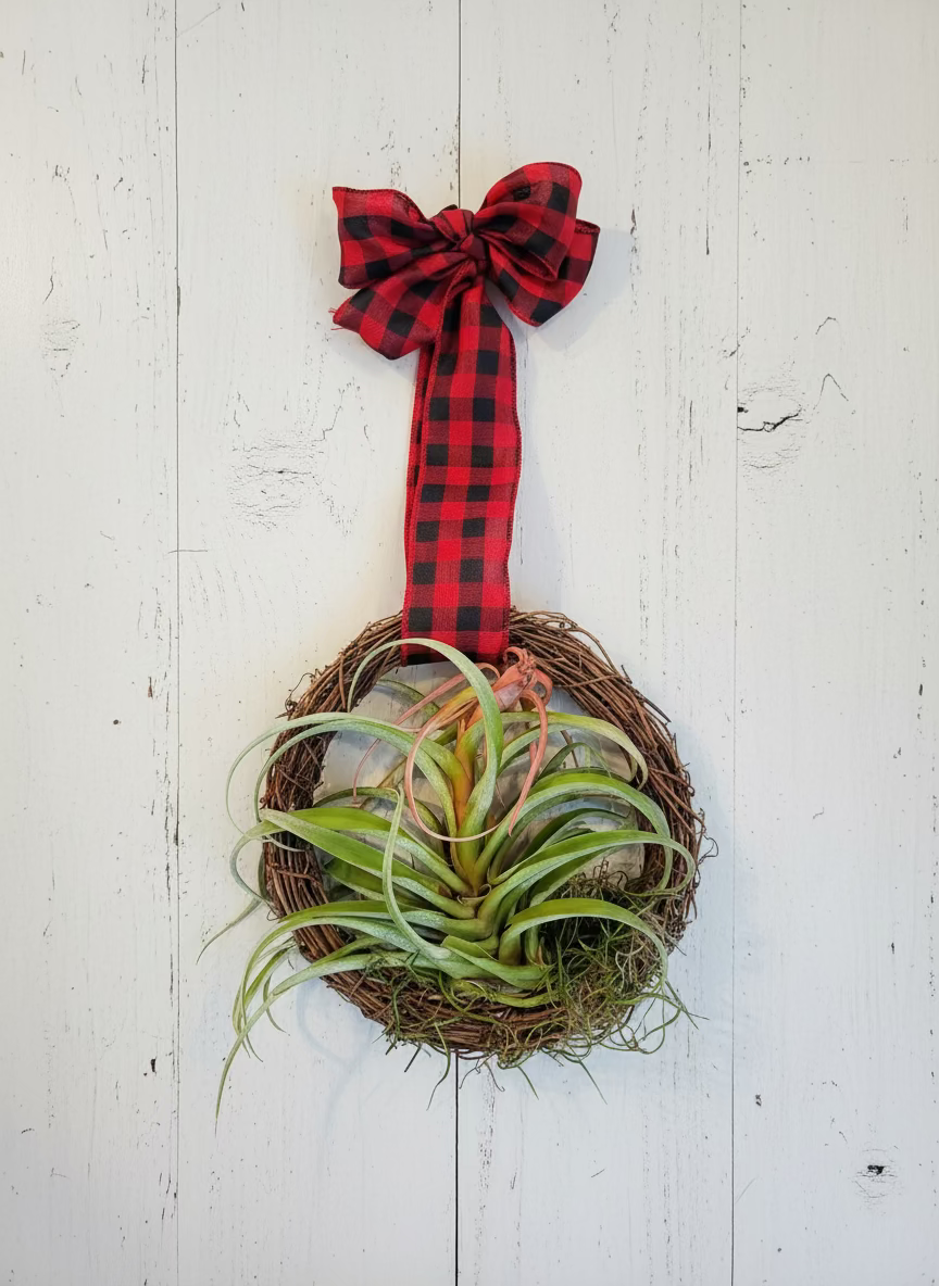 Air Plants Wreath 25cm