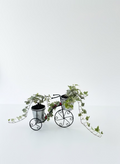 Christmas Holly Plants on Bike