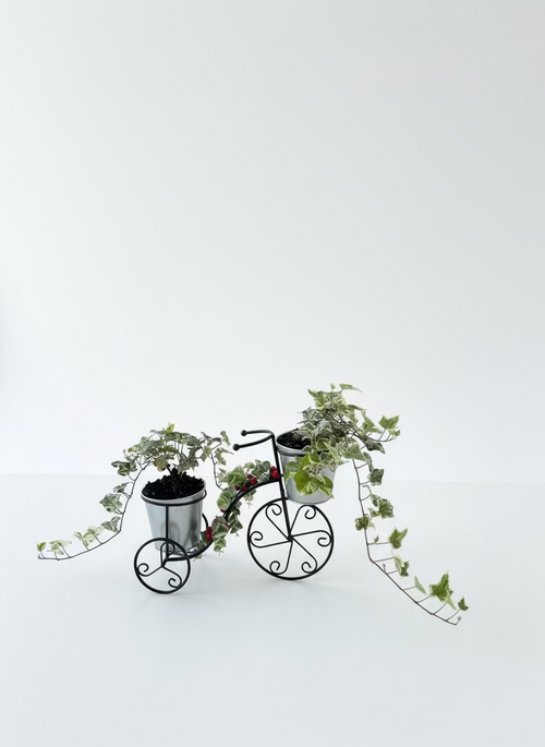 Christmas Holly Plants on Bike