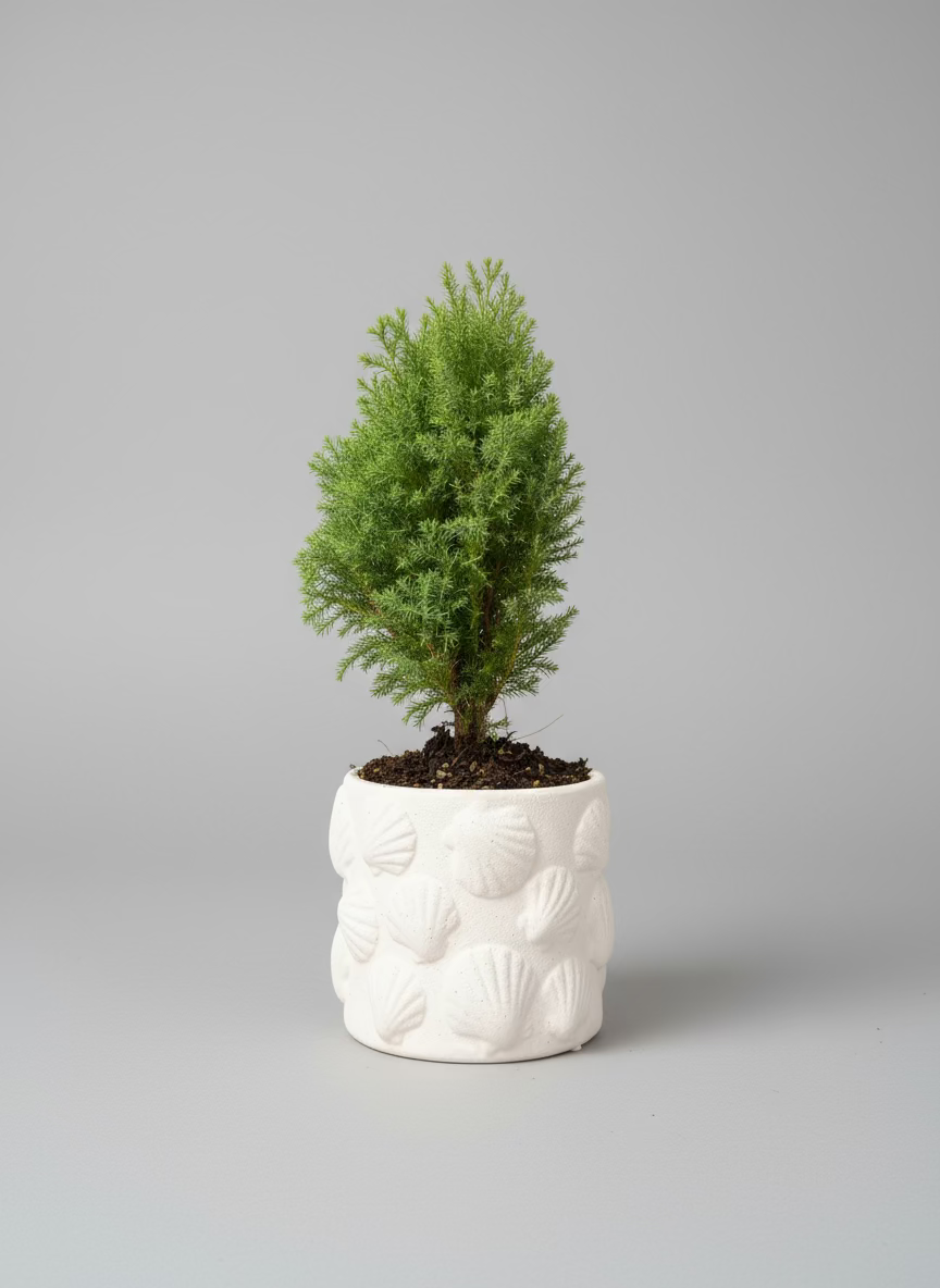 Artisan Stone Pot Plant — Christmas “Mini Tree”