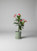 Crown of Thorns Plant in Planter