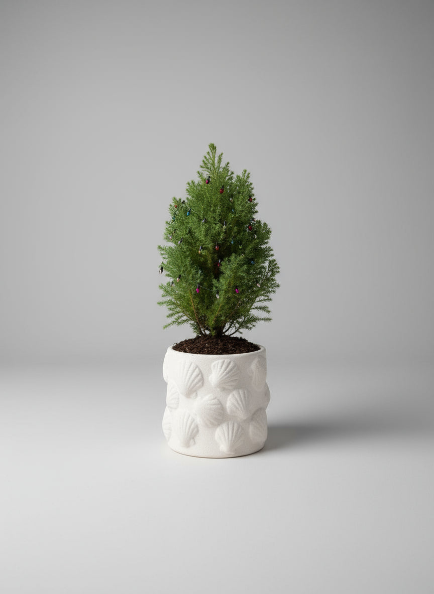 Artisan Stone Pot Plant — Christmas “Mini Tree”