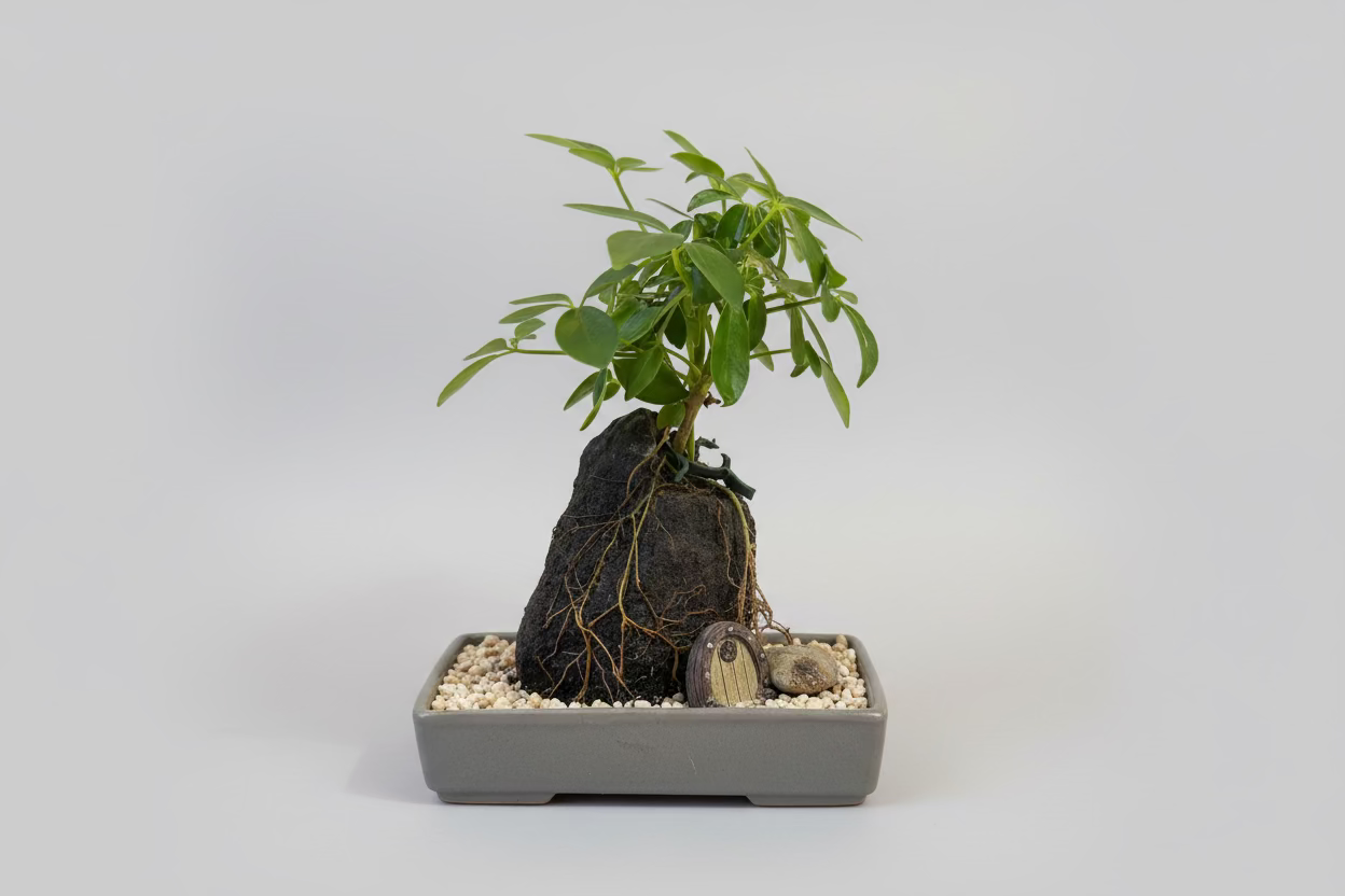 Handcrafted Mystery Door Rock Plant