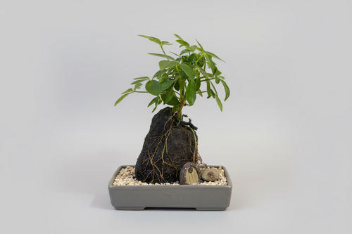 Handcrafted Mystery Door Rock Plant