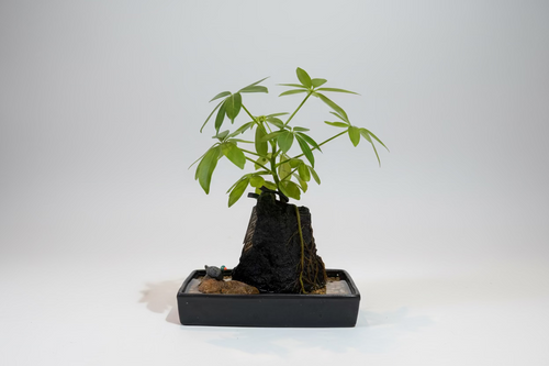 Handcrafted Duck Rock Plant