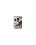 Birthday Fun Kittens Card