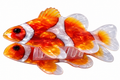 Clownfish novelty hair claw clip on white background