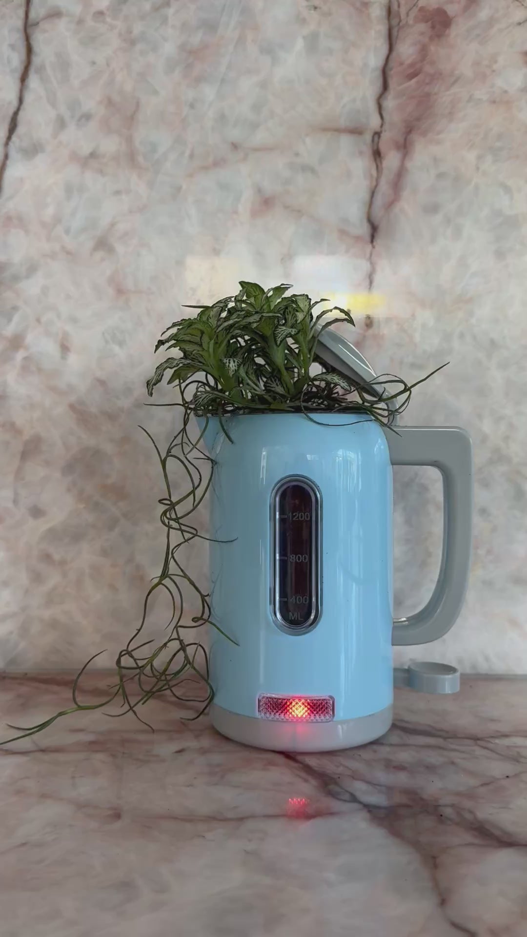 Kettle Open Terrarium (Interactive!)
